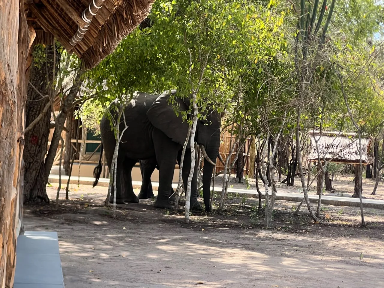 Elephant at Mtemere 02