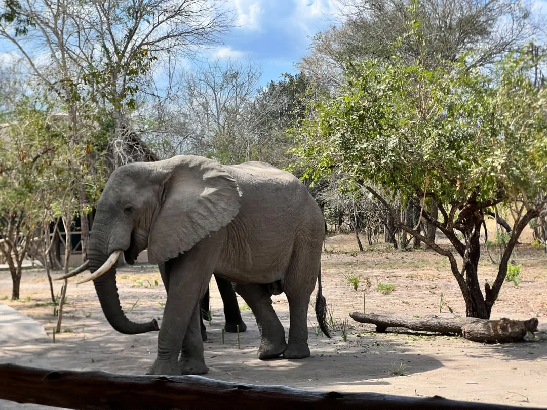 Elephant at Mtemere 20