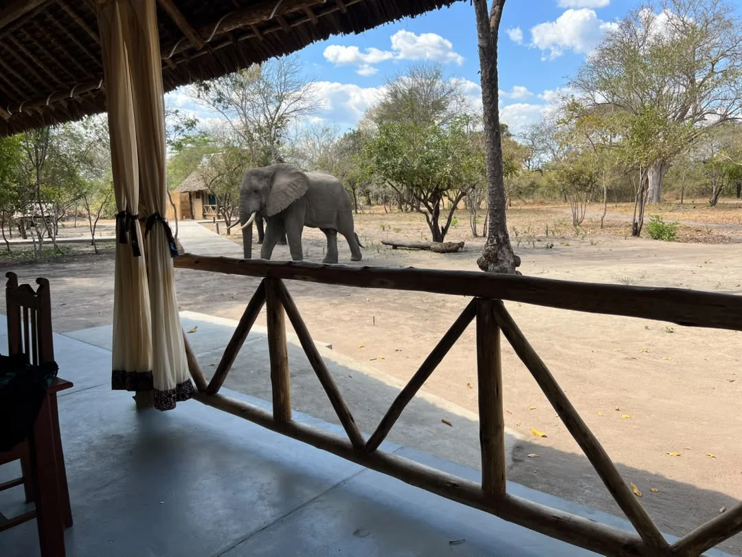 Elephant at Mtemere 11