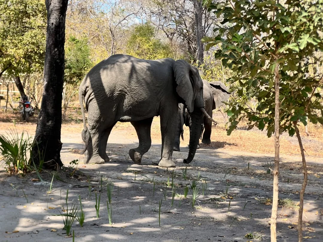 Elephant at Mtemere 22