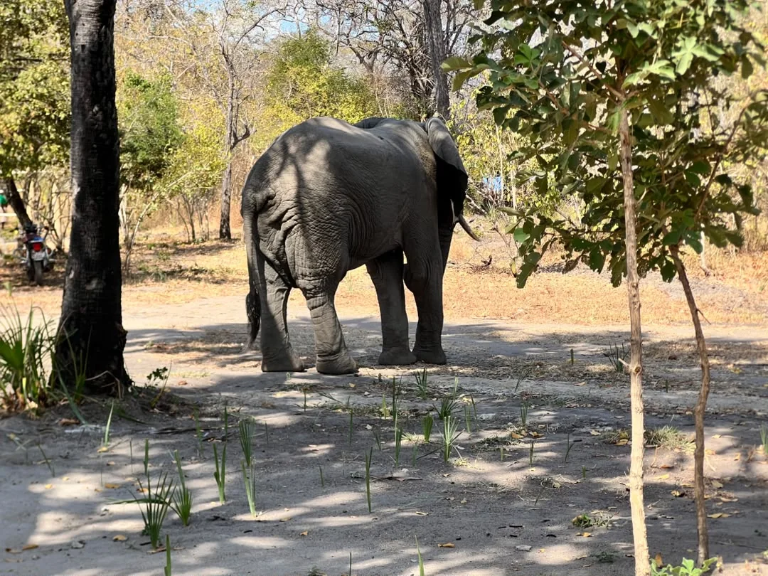 Elephant at Mtemere 24
